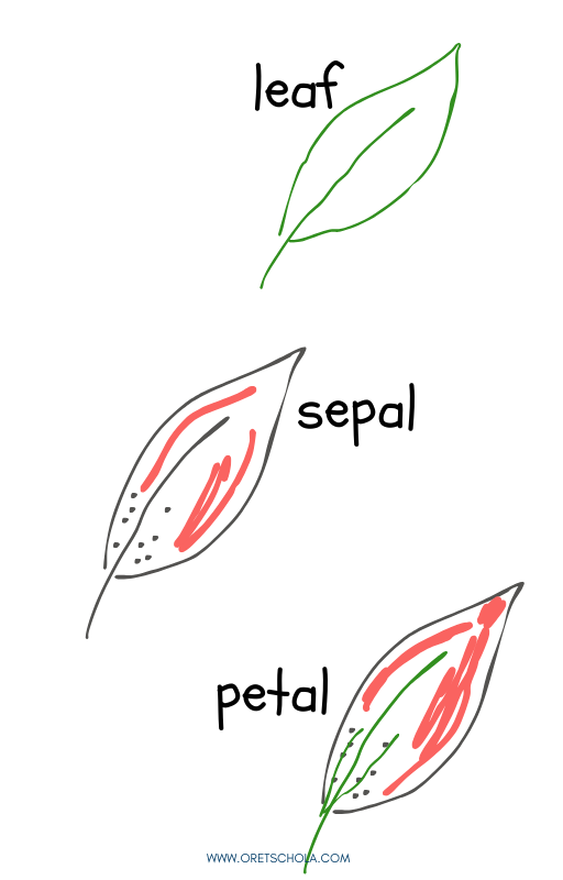 sketches of a leaf, sepal, and petal