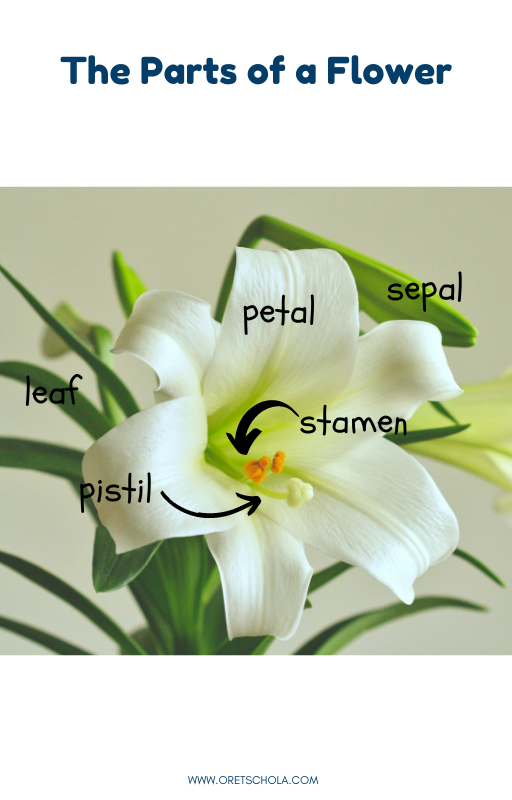 parts of a flower labeled