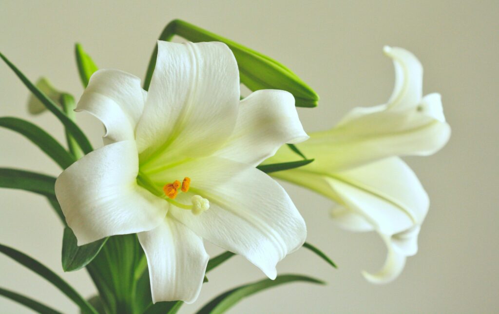 Easter Lily