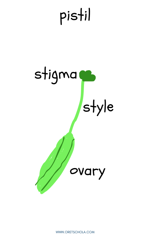 sketch of a pistil with style and ovary labeled