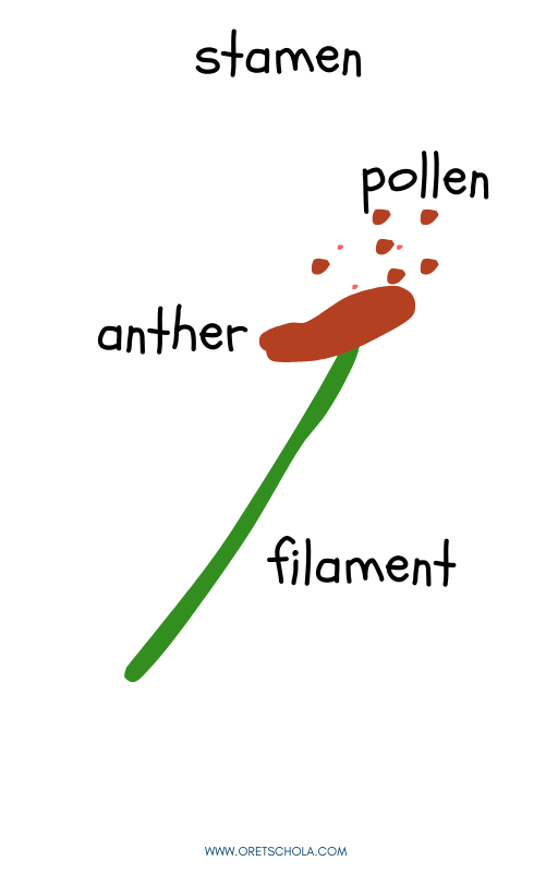 sketch of a stamen with anther, filament, and pollen